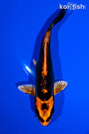 5.25" BENI KIKOKURYU