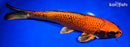 13.5" KIN ORENJI MATSUBA