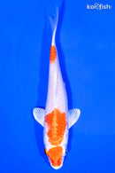 5.5" HARIWAKE