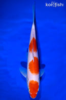 9.75" SANDAN KOHAKU