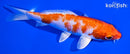 5.75" HARIWAKE