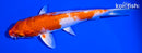 5.75" HARIWAKE