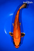 13.5" KIN ORENJI MATSUBA