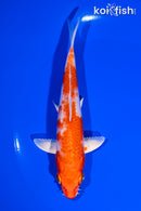5.75" HARIWAKE