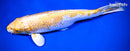 13.5" GINRIN HARIWAKE