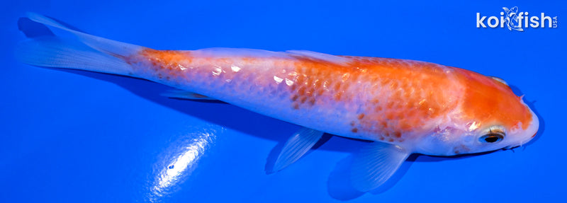 4.75" KOHAKU