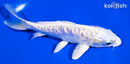 5.5" ARAGOKE PLATINUM OGON