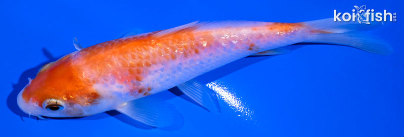 4.75" KOHAKU