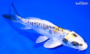 5.25" KIN KIKOKURYU
