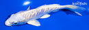 5.5" ARAGOKE PLATINUM OGON