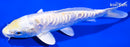 6.75" DOITSU LEMON HARIWAKE