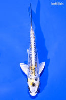 5.25" KIN KIKOKURYU