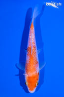 4.75" KOHAKU