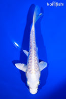 5.5" ARAGOKE PLATINUM OGON
