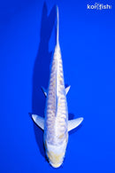 6.75" DOITSU LEMON HARIWAKE