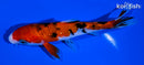 5.5" GINRIN SANKE