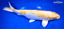 13.5" GINRIN HARIWAKE