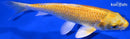 6.5" YAMABUKI OGON