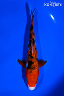 5.5" GINRIN SANKE