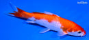 5.75" KOHAKU