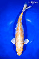 13.5" GINRIN HARIWAKE