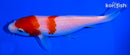 5.25" KOHAKU