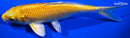 6.5" YAMABUKI OGON