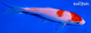 5.25" KOHAKU