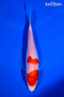 5.25" KOHAKU