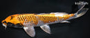 9.5" BENI GINGA