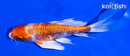 5.5" GINRIN ARAGOKE KIKUSUI BUTTERFLY