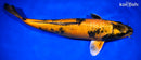 13.5" HI UTSURI