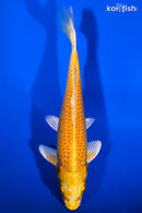 6.5" YAMABUKI OGON