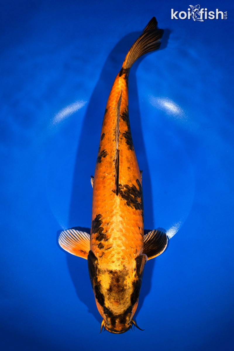Orange Koi Fish For Sale – Page 3