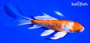 5.5" GINRIN ARAGOKE KIKUSUI BUTTERFLY