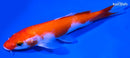 5.75" KOHAKU