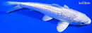 6.5" GINRIN PLATINUM OGON