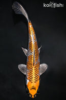 9.5" BENI GINGA