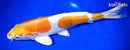 14" KIKUSUI