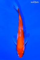 5.75" KOHAKU