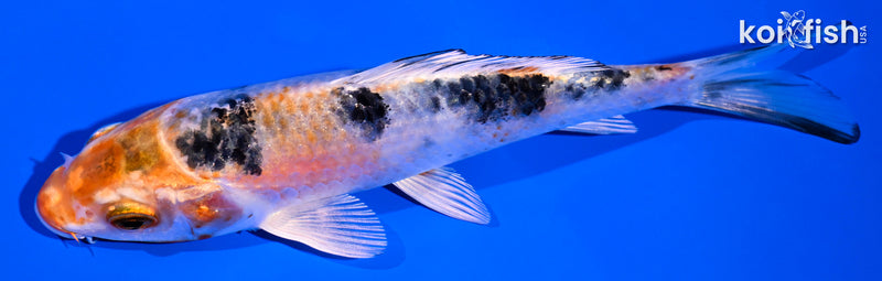 5.75" YAMATO NISHIKI