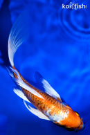5.5" GINRIN ARAGOKE KIKUSUI BUTTERFLY