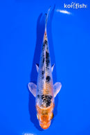 5.75" YAMATO NISHIKI