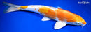 14" KIKUSUI
