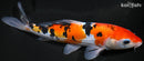 9.5" DOITSU SANKE
