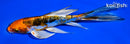 6" ARAGOKE BENI KIKOKURYU BUTTERFLY