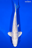 6.5" GINRIN PLATINUM OGON