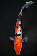 9.5" DOITSU SANKE