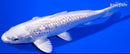 6.5" GINRIN PLATINUM OGON