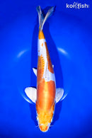 14" KIKUSUI